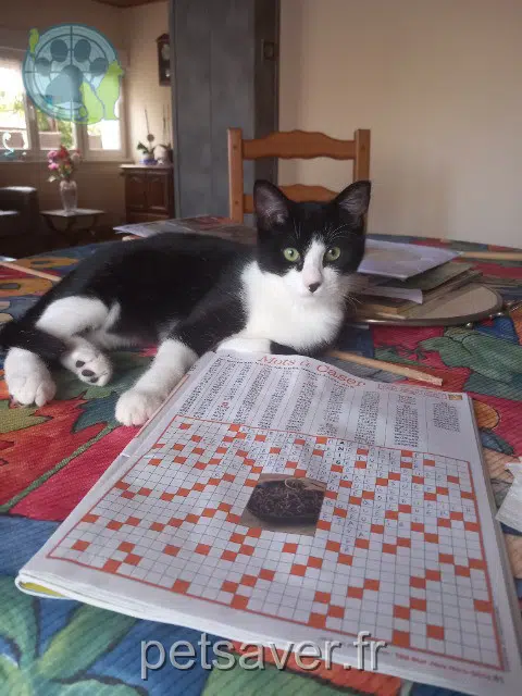 chat lost   67700 Saverne Quinoa