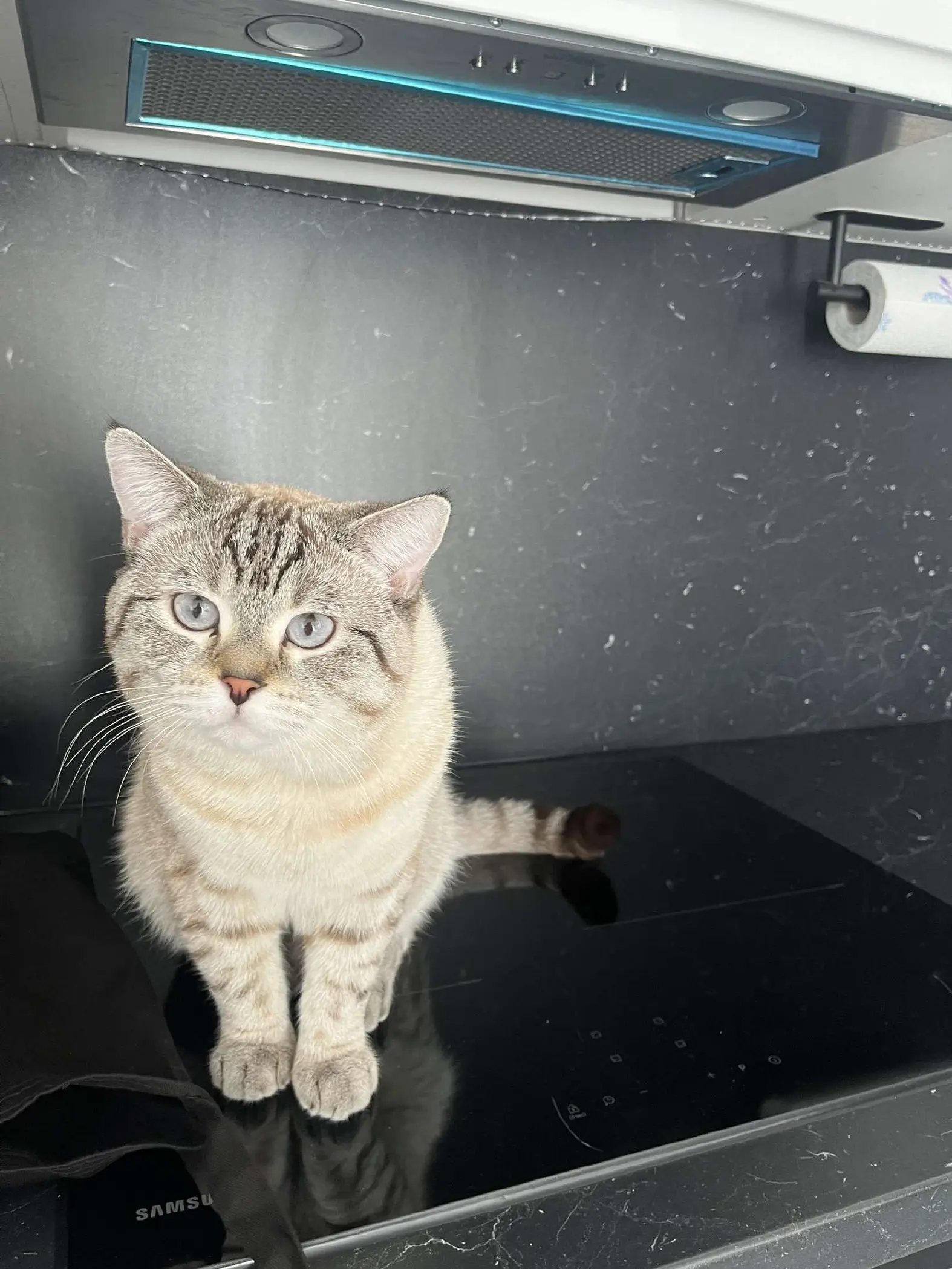 Chat Perdu 67 Bas-Rhin Chat Perdu 67 Bas-Rhin