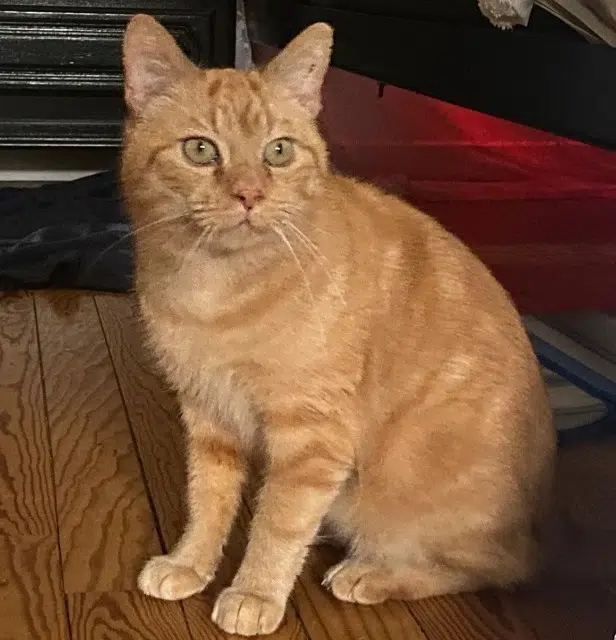 chat lost   67500 Haguenau Riku