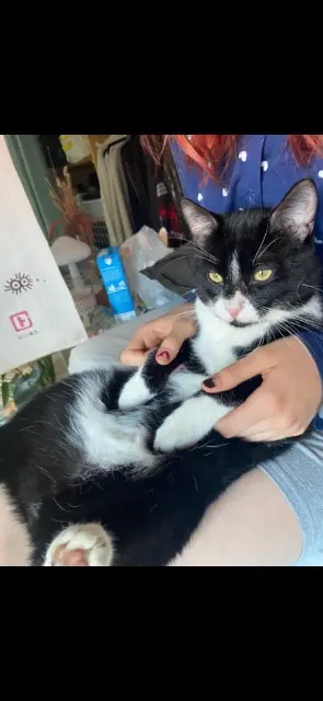 chat lost   67117 Ittenheim Rio