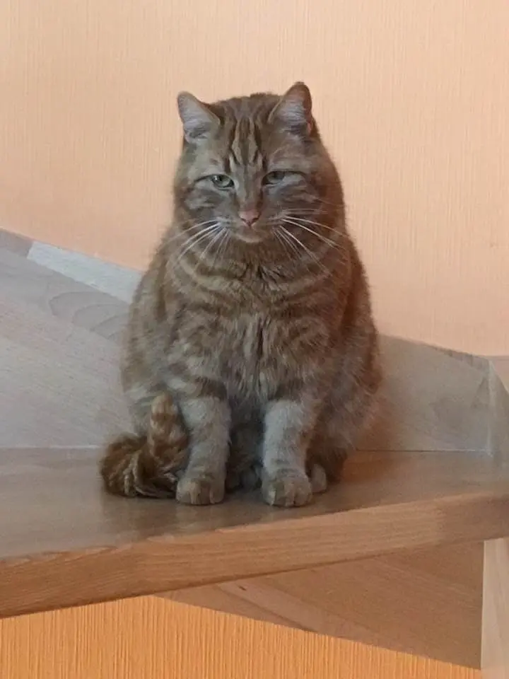 Chat Perdu 67 Bas-Rhin - Roucky Chat Perdu 67 Bas-Rhin - Roucky