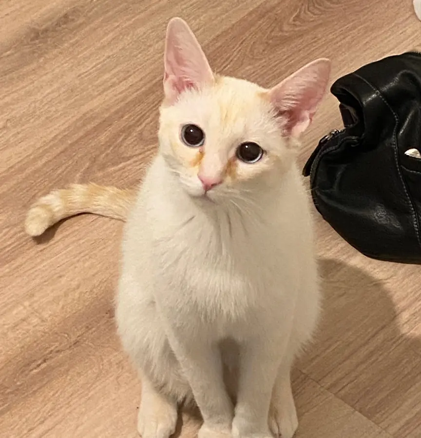 Chat Perdu 67 Bas-Rhin Chat Perdu 67 Bas-Rhin