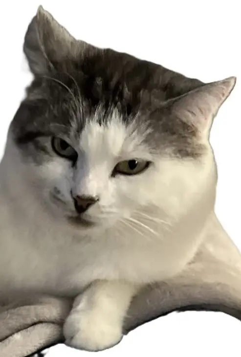 Chat Perdu 67 Bas-Rhin - Rémy Chat Perdu 67 Bas-Rhin - Rémy