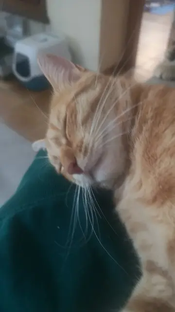 chat lost   67700 Saverne Salto