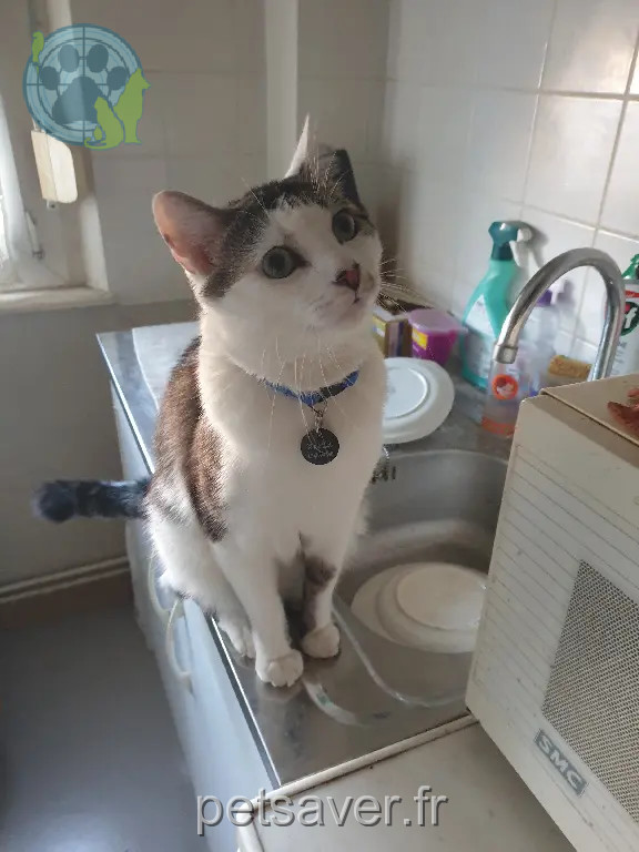 Chat Perdu 67 Bas-Rhin - Sam Chat Perdu 67 Bas-Rhin - Sam