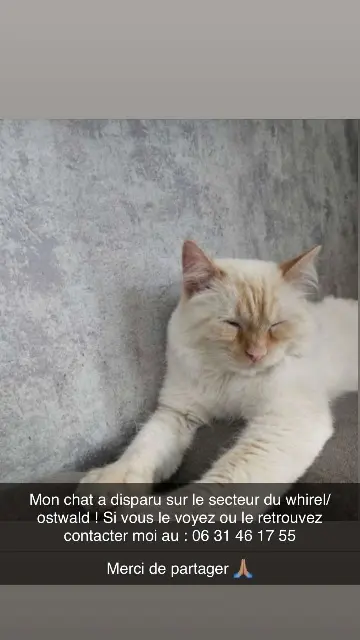 chat lost   67540 Ostwald Santi