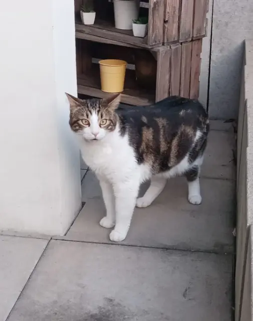 chat lost   67440 Thal-Marmoutier Scapin