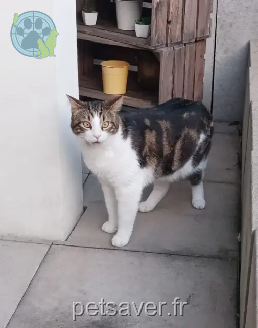 gato perdido 67440 Thal-Marmoutier Scapin gato lost 67440 Thal-Marmoutier Scapin