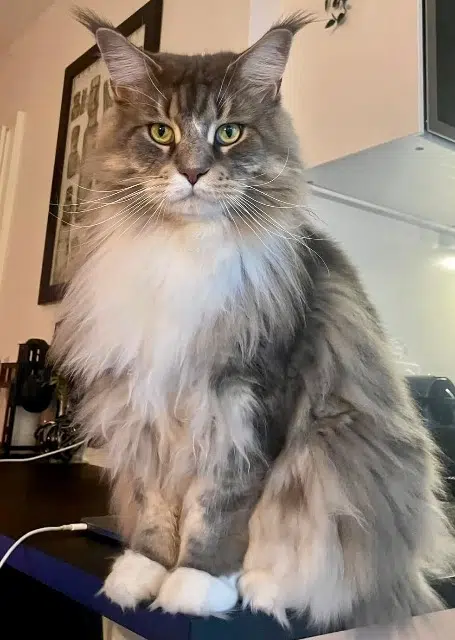 chat lost   67400 Illkirch-Graffenstaden Scar