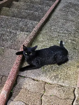 Chat Perdu 67 Bas-Rhin - Shadow Chat Perdu 67 Bas-Rhin - Shadow