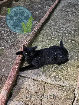Chat Perdu 67 Bas-Rhin - Shadow Chat Perdu 67 Bas-Rhin - Shadow