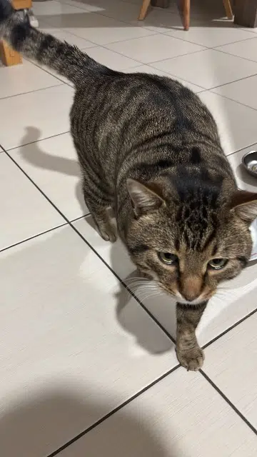 chat lost   67990 Osthoffen Shadow