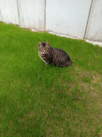 Chat Perdu 67 Bas-Rhin - Sid Chat Perdu 67 Bas-Rhin - Sid