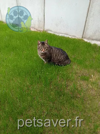 Chat Perdu 67 Bas-Rhin - Sid Chat Perdu 67 Bas-Rhin - Sid