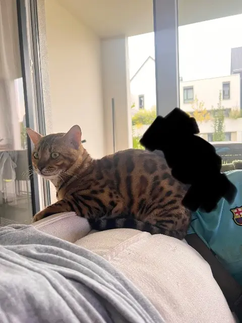 cat lost   67205 Oberhausbergen Simba