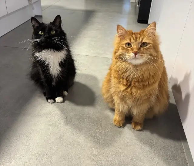 chat lost   67150 Erstein Simba