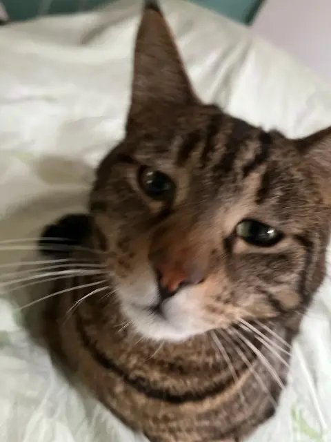chat lost   67280 Oberhaslach Simba