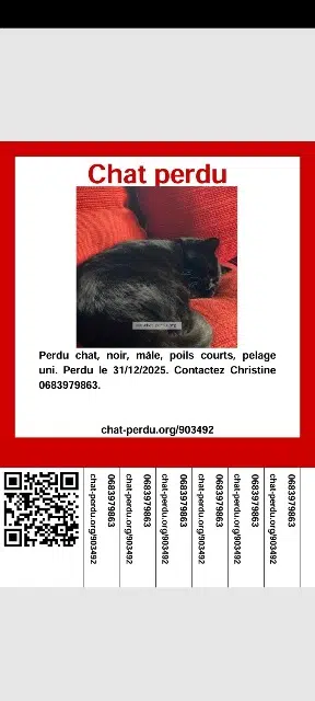 chat lost   67530 Ottrott Simba