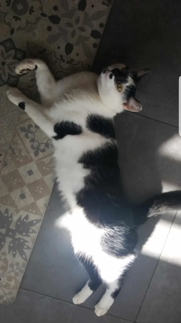 Chat Perdu 67 Bas-Rhin - Simba Chat Perdu 67 Bas-Rhin - Simba