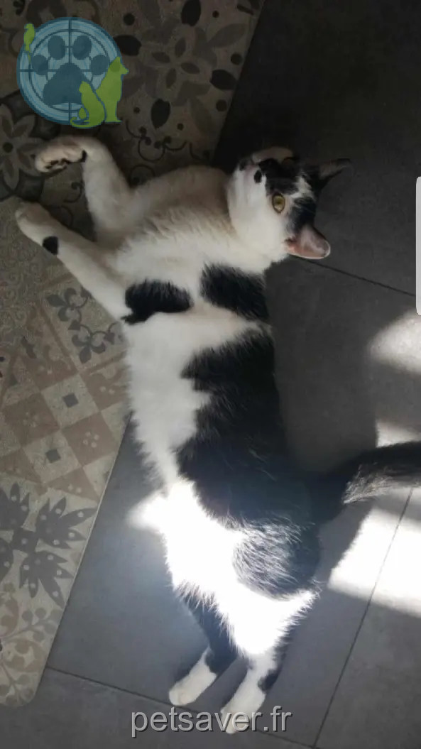 Chat Perdu 67 Bas-Rhin - Simba Chat Perdu 67 Bas-Rhin - Simba