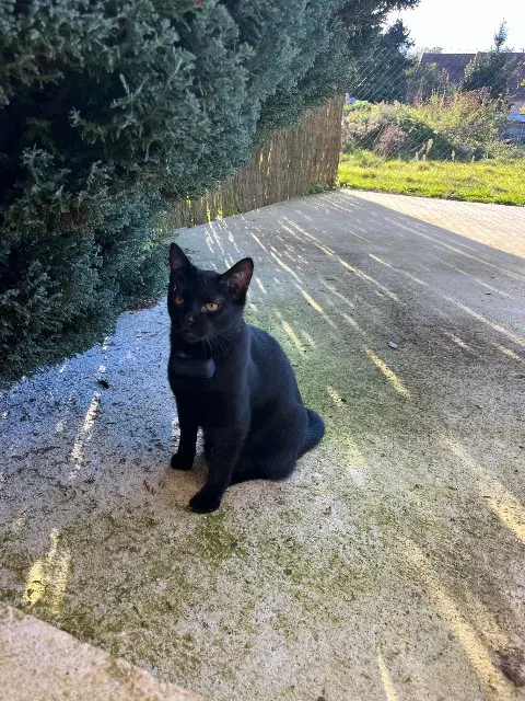 chat lost   67870 Griesheim-près-Molsheim Simba