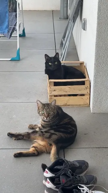 chat lost   67450 Lampertheim Sisco