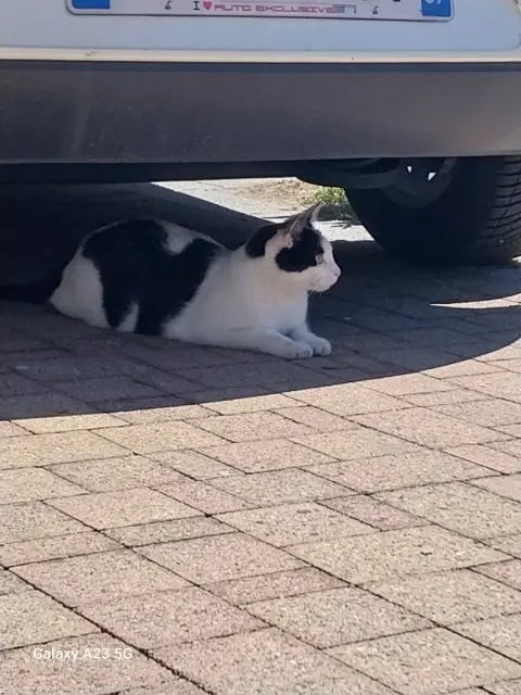 chat lost   67190 Dinsheim-sur-Bruche Spyke