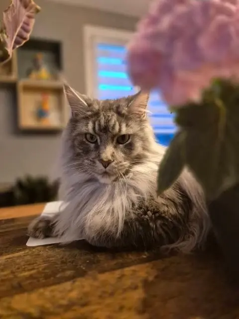 cat lost   67600 Muttersholtz Spyro
