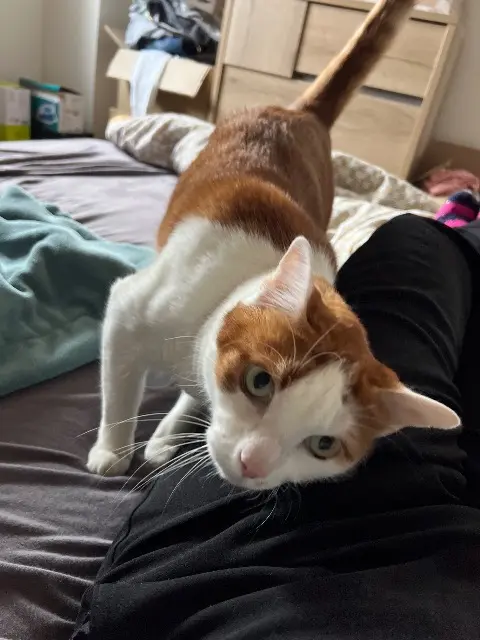 chat lost   67150 Nordhouse Stormy