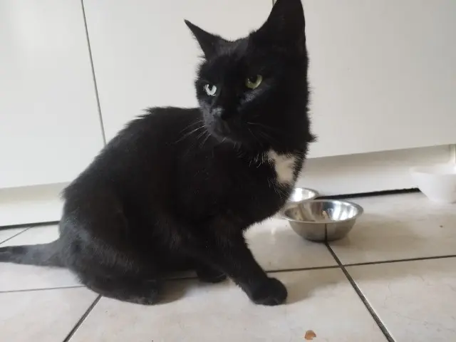 chat lost    Strasbourg Amine
