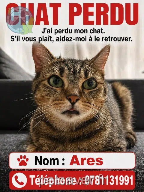 gatto lost    Strasbourg Ares