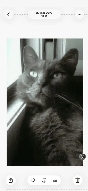 chat lost    Strasbourg Balcik