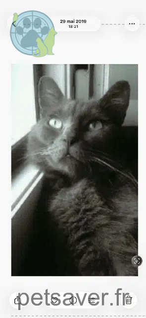 gato perdido Strasbourg Balcik gato lost Strasbourg Balcik
