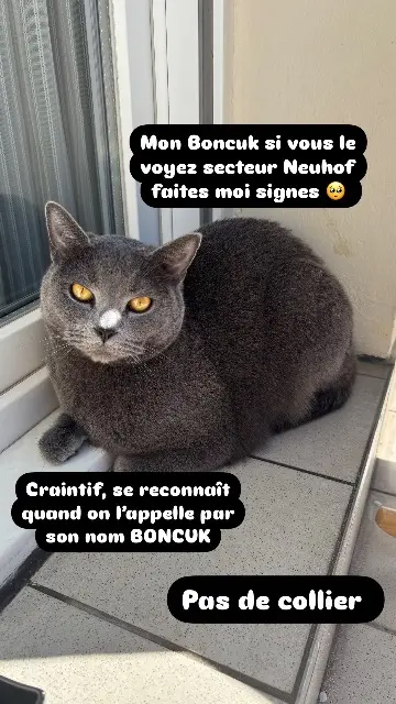 chat lost    Strasbourg Boncuk (bonjouk)