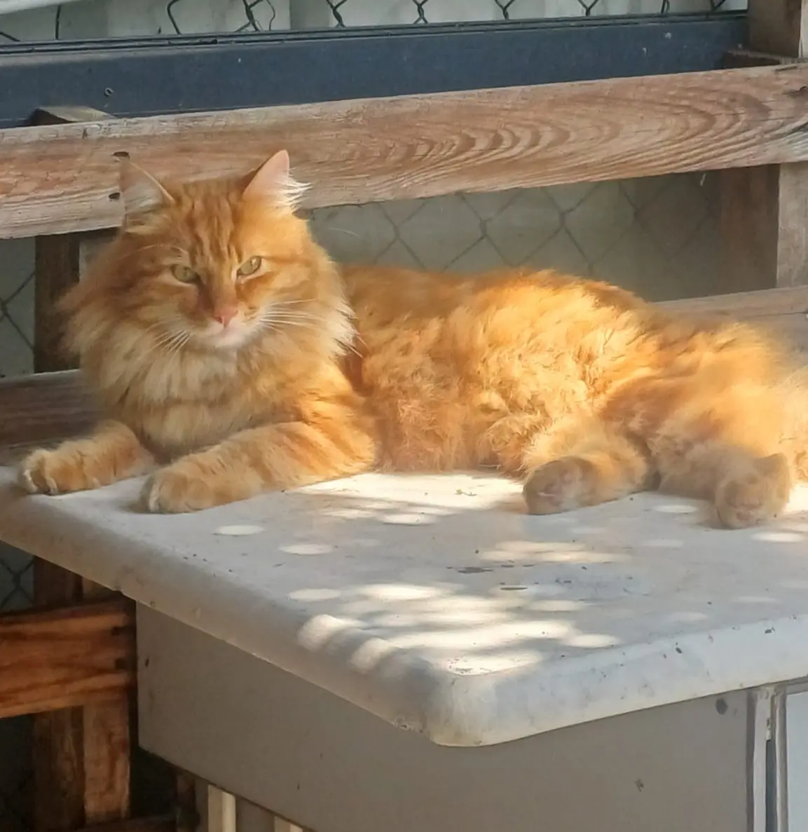 Chat Perdu 67 Bas-Rhin Strasbourg - Boncuk Chat Perdu 67 Bas-Rhin Strasbourg - Boncuk