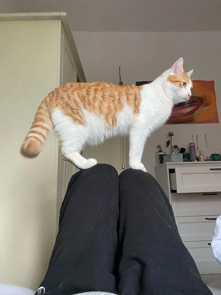 Chat Perdu 67 Bas-Rhin Strasbourg - Croco Chat Perdu 67 Bas-Rhin Strasbourg - Croco