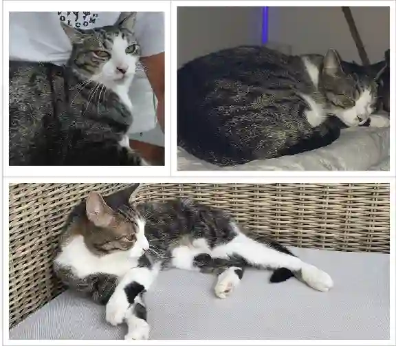 Chat Perdu 67 Bas-Rhin Strasbourg - Enos Chat Perdu 67 Bas-Rhin Strasbourg - Enos