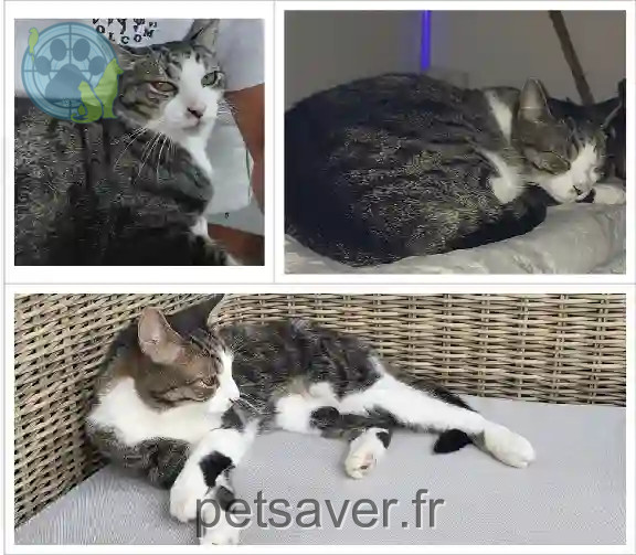 Chat Perdu 67 Bas-Rhin Strasbourg - Enos Chat Perdu 67 Bas-Rhin Strasbourg - Enos
