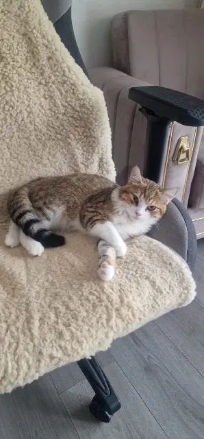 chat lost    Strasbourg Jabi