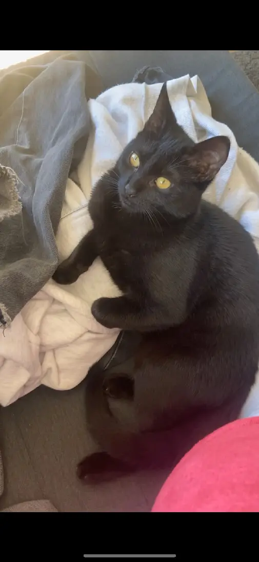 Chat Perdu 67 Bas-Rhin Strasbourg - Kiki Chat Perdu 67 Bas-Rhin Strasbourg - Kiki