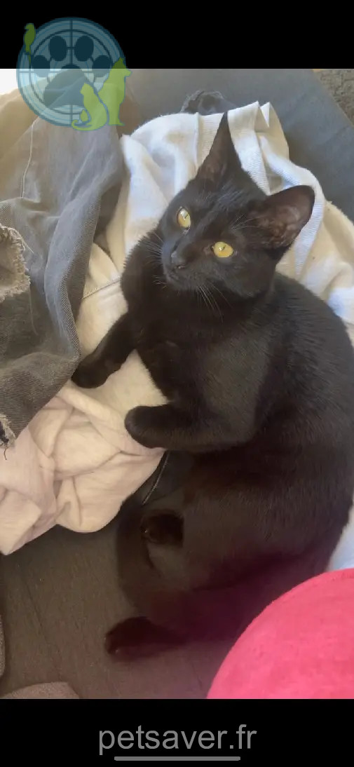 Chat Perdu 67 Bas-Rhin Strasbourg - Kiki Chat Perdu 67 Bas-Rhin Strasbourg - Kiki