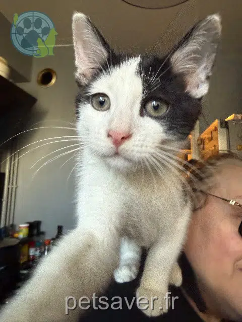 gatto lost    Strasbourg Kiro