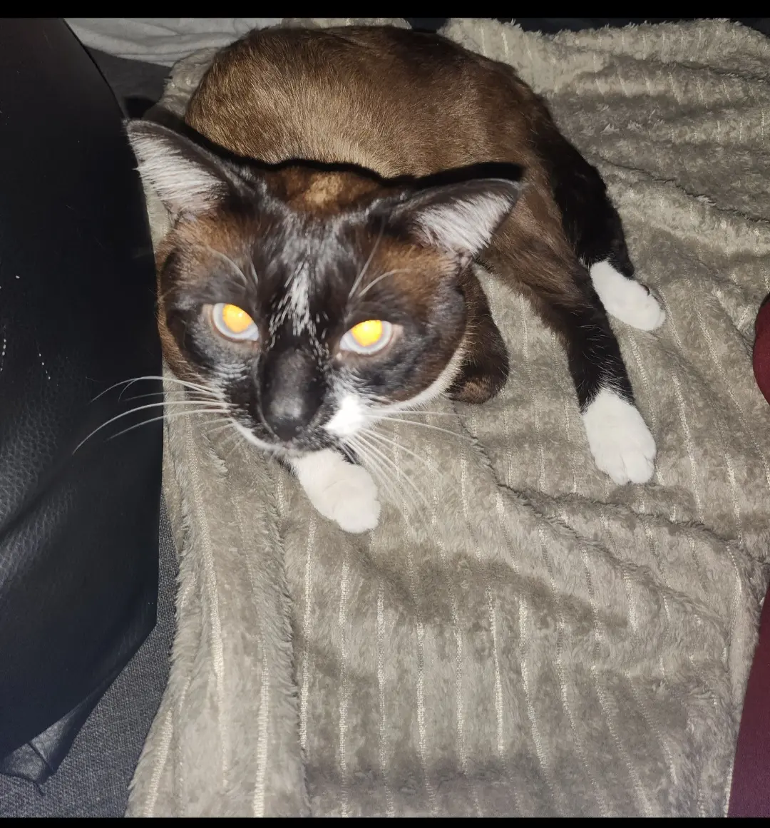 chat lost    Strasbourg Lilou Lkh