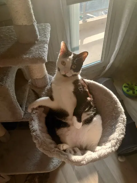 kater vermist Strasbourg Max kater lost Strasbourg Max