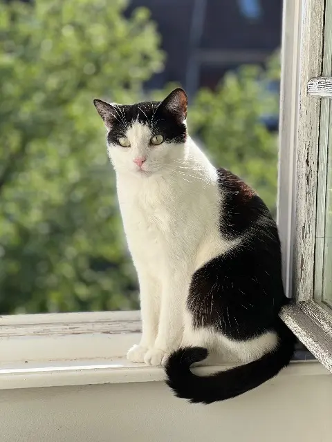 chat lost    Strasbourg Merguez