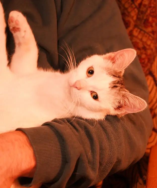 Chat Perdu 67 Bas-Rhin Strasbourg - Micha Chat Perdu 67 Bas-Rhin Strasbourg - Micha