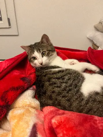 Chat Perdu 67 Bas-Rhin Strasbourg - Minou Chat Perdu 67 Bas-Rhin Strasbourg - Minou