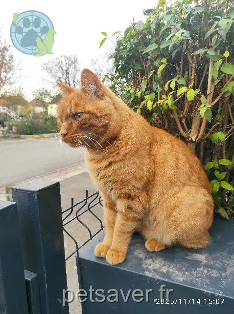chat lost    Strasbourg Miso