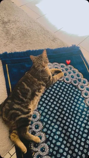 chat lost    Strasbourg Mowgli