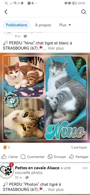 chat lost    Strasbourg Nino